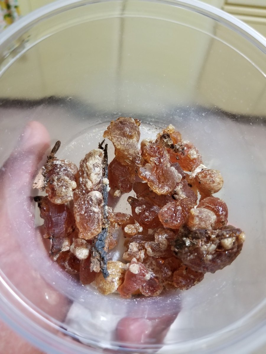 Hoy en el huerto los morros me llevaron de regalo la chúcata que colectaron trepándose a los mezquites