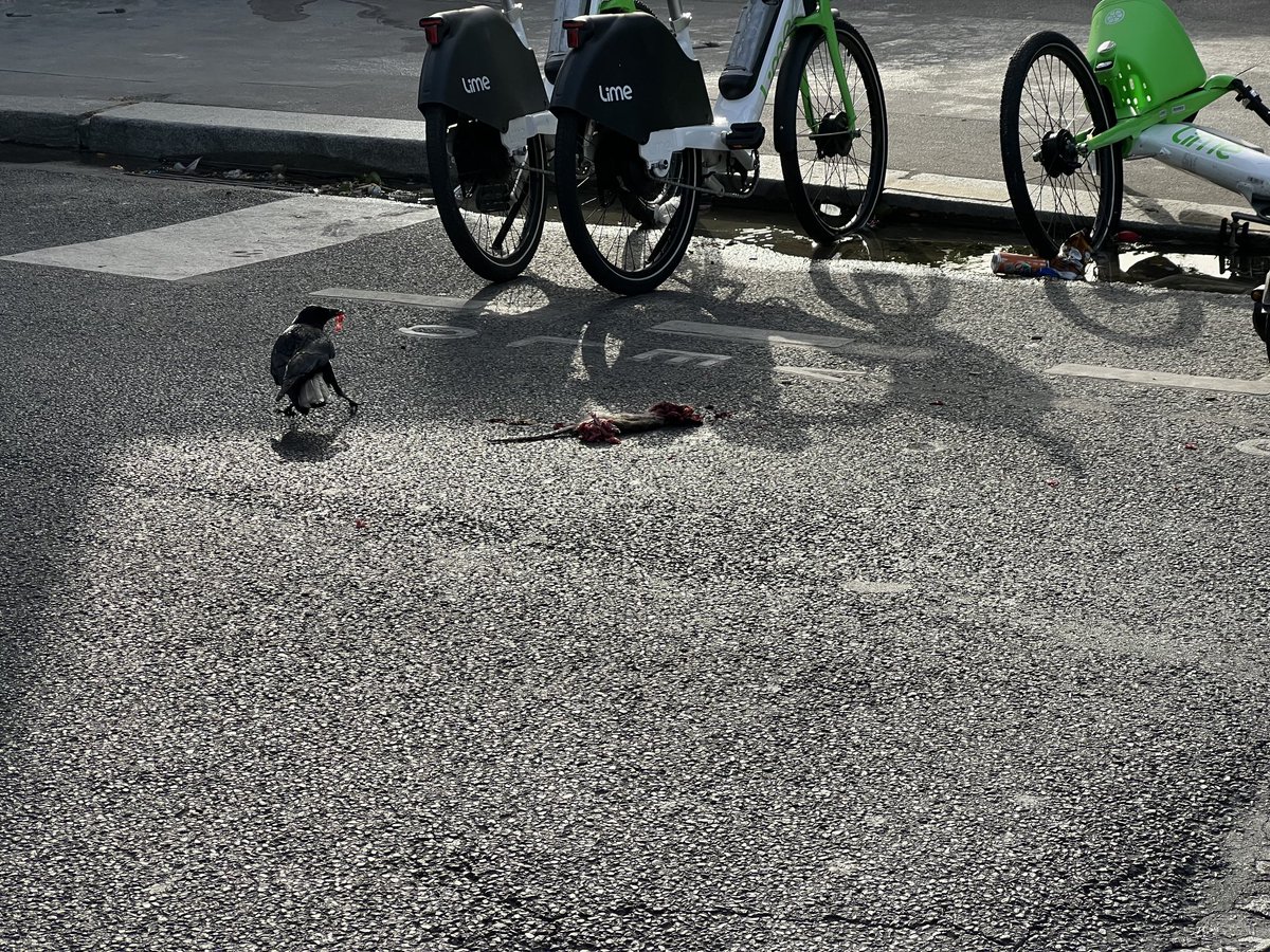 Un vélib affalé sur le trottoir. Un rat écrasé les viscères a l’air. Un charognard opportuniste qui s’en repaît. L’image qui résume a mes yeux ce qu’est devenu Paris.   ⁦<a href="/saccageparis/">#saccageparis</a>⁩ #saccageparis