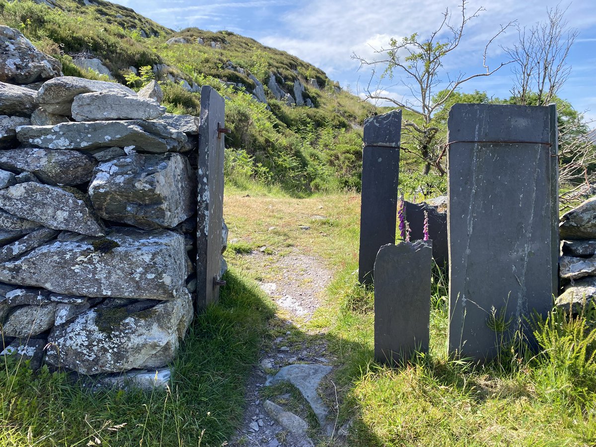 EmmaLewandowicz's tweet photo. Remarkable Welsh hills. Ferns have taken over everything up here! https://t.co/40X800wfyF