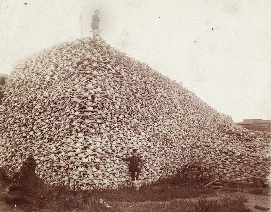 <a href="/christinebarnum/">Christine Barnum</a> <a href="/Mr2theP/">FuccYea.eth</a> They did the same with buffalo and the native Americans to make them reliant on the government 😖😖😖