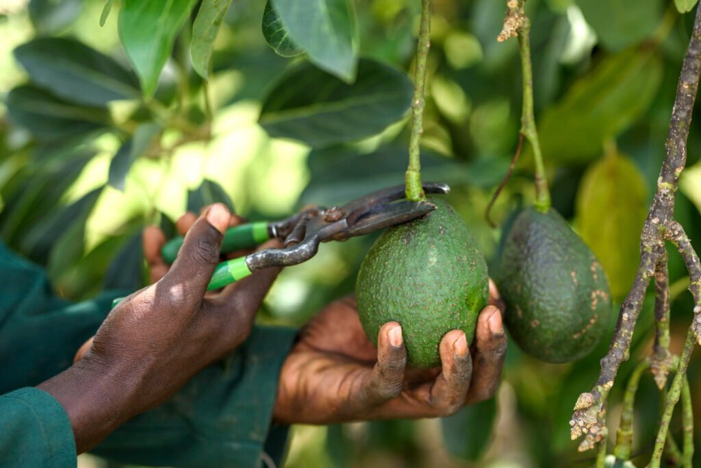 In 2018 Burundi exported 2,699 tonnes of avocados.