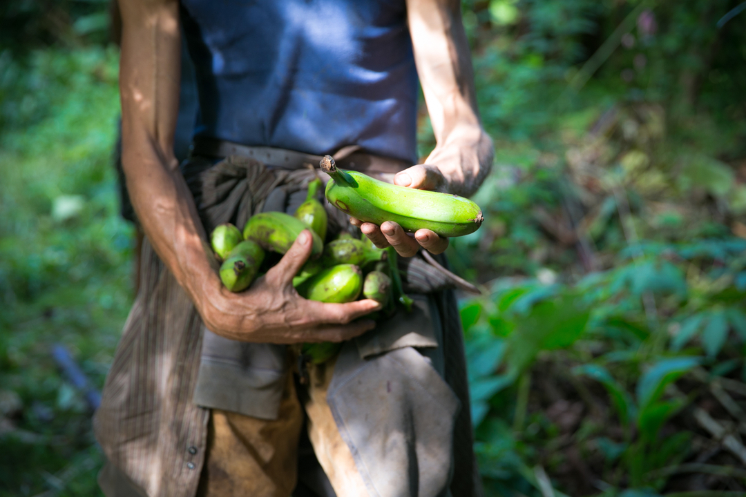 intfooddesign's tweet photo. A walk through our food forest @consciousground picking up some beautiful green Plaintain with @livingagroecology and @growingrootspermaculture

The plaintain is so versatile with amazing uses from green all the way to overripen black. I love blending up the whole peeled green ba https://t.co/TlSTaajftL