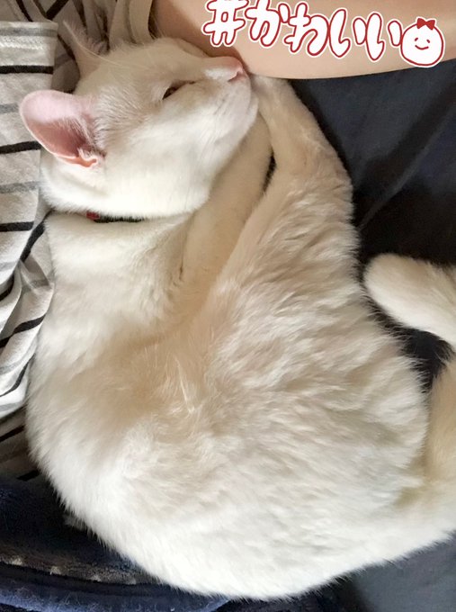 脇のこの空間で寝るの好きとか可愛い。 