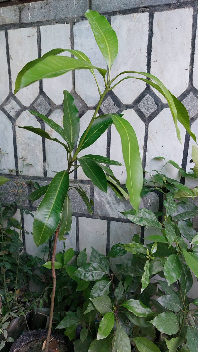 DhakalSaurav's tweet photo. आँप हजुर आँप !
@Greengrowth01
माल्दह आँप ।
आँप काे अचार ।
आँप काे बिरुवा । काठमाडाैमा हुने ( आम्रपाली )
आँपकाे पातकाे पाउडर सहित ।
#MangoMonths
https://t.co/Fjb9yJ4EGa https://t.co/Jae3MY5eBa