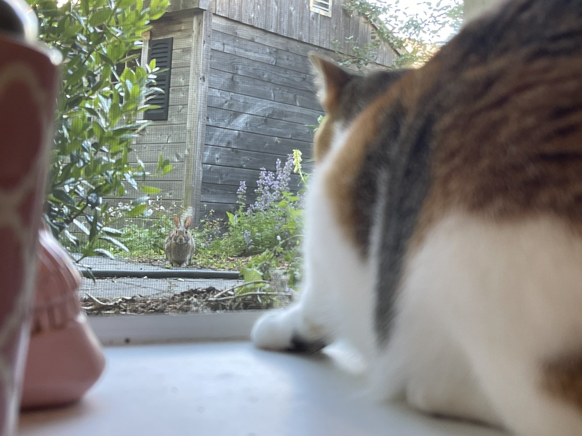 OatmealYour's tweet photo. Your daily oatmeal is engaged in a staring contest 👀 #CatsOfTwitter #CalicoCrew https://t.co/Ck0Yy4aPLZ