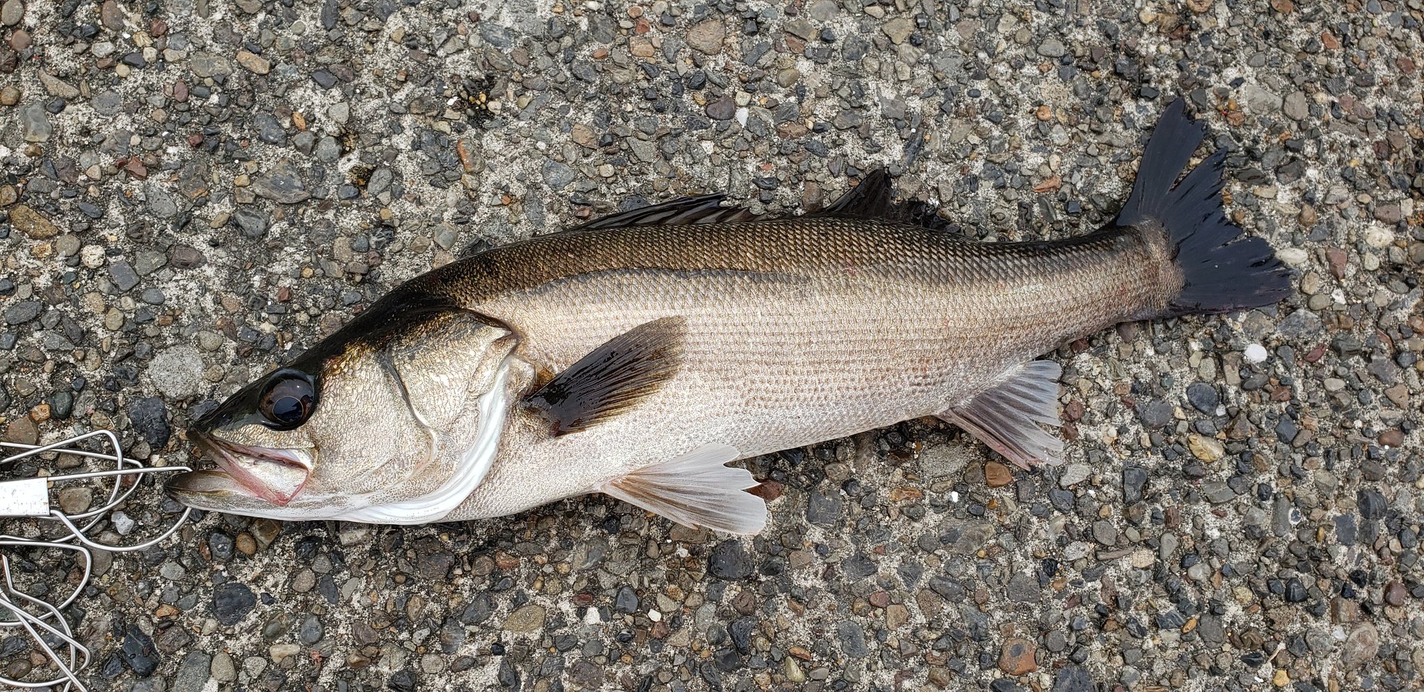 若洲fs 若洲のレンタル釣具店 公式 堤防から戻って参りました 本日もシーバスがイソメ餌のちょい投げで釣れてます 同様の釣法でイシモチもポツポツと釣れてます 売店前ではチヌも 仕掛けはシロギス用のちょい投げ仕掛けではなく丸セイゴ針の太めの