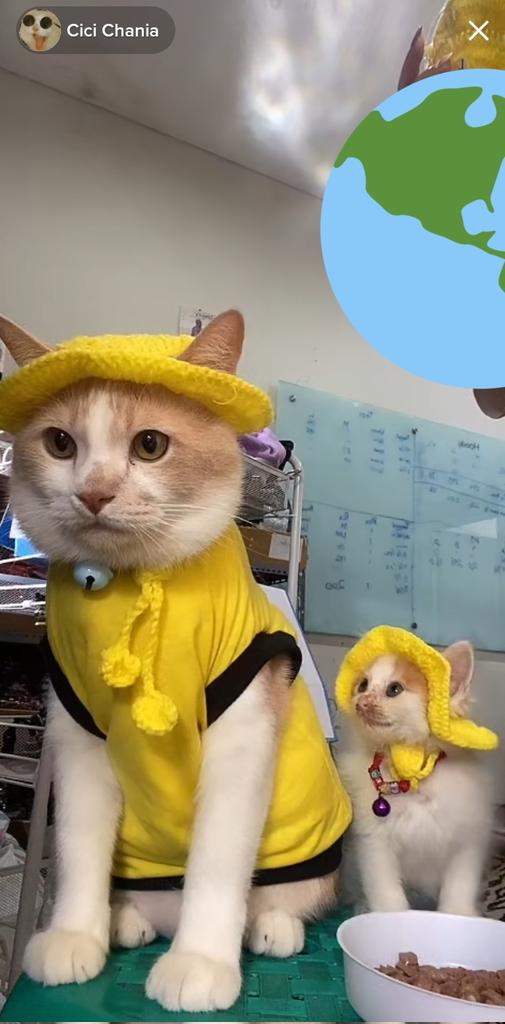 HARI INI TEMANYA KUNING - KUNING GEMOY🥰🤩 🐈‍⬛