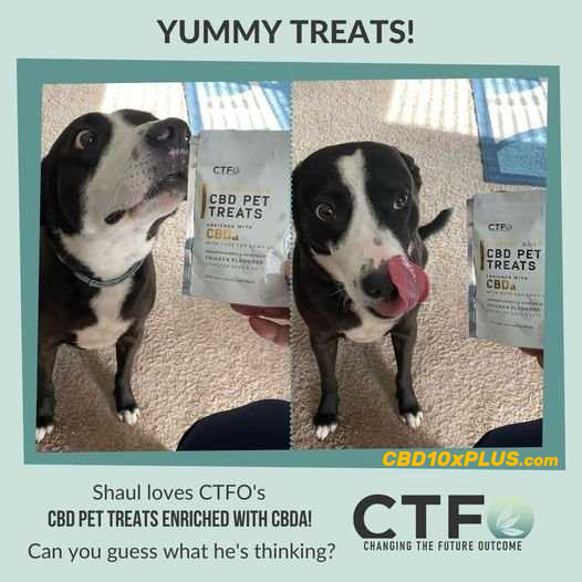 CashSaverPlus's tweet photo. Did you know CTFO has CBD Pet Treats Enriched with CBDa? Make sure you get the best for your pet, TODAY! Click the link below for more details. Shaul approves this message!! 😄😍

Expect More. Pay Less.
https://t.co/4Hun5J5fAw https://t.co/lusdDJFNgt