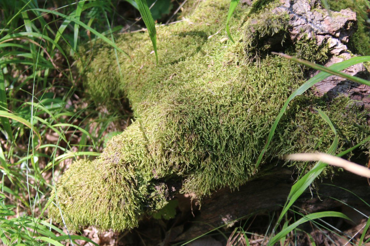 Adam Treeshepherd Rutsch tweet media