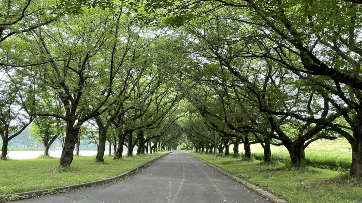 公式 川越水上公園 En Twitter 川越水上公園駐車場情報 園内の駐車場混雑は解消されております 25 とやや蒸し暑い気候です 時々休みながら午後の川越水上公園をお楽しみください 川越水上公園 混雑解消 公園散歩 T Co Ildyko6swd Twitter