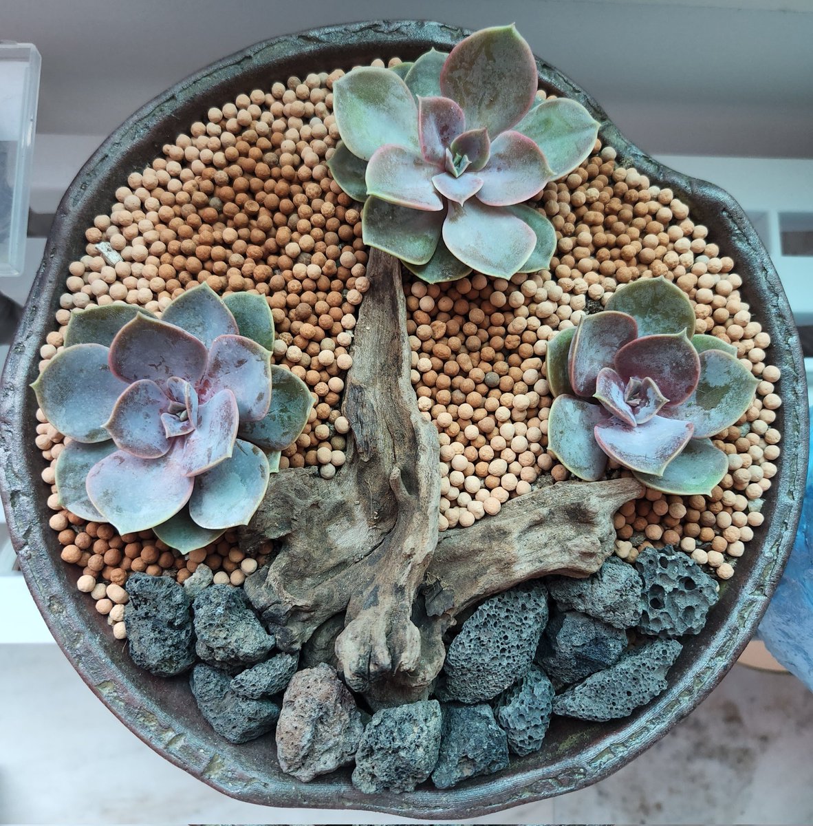 dabeemam's tweet image. 주말에는 다육이화분 꾸미기
고목나무에 다육이꽃 피우기
#다육이화분꾸미기