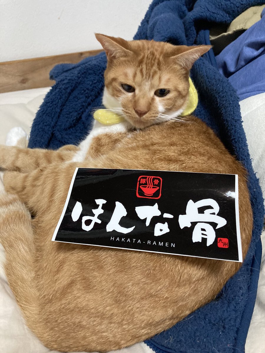 Tatto01's tweet photo. アンケート答えたらほんな骨ステッカーと一口餃子券もらえました。

#九州らーめん #ほんな骨 https://t.co/mNgNLRymxe
