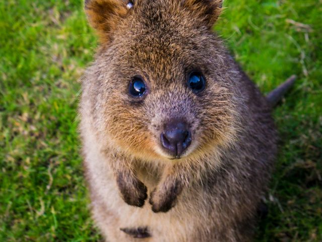 QuokkaRock's tweet photo. We are the quokkas and we ain't going nowhere! We love the birds and we gonna fly in that easy chair .. in the sky with the #byrds @TheByrdsGroup 
https://t.co/BWwJOeWSWJ https://t.co/7bEiCtr0vb