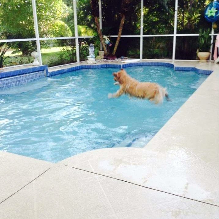 Yay, let's go!
Fiona
#GoldenRetriever #GoldenRetrievers
@thegoldenratio4 <a href="/WoofWoof_TV/">WoofWoof TV</a>
<a href="/GoldretrieverUS/">Golden Retriever Channel</a> @thepuppiesclub
@SugarTheGoldenR <a href="/JustGoldens/">Just Love Goldens</a>
<a href="/BestAnimalsPics/">Animals Pics</a> <a href="/CuteGoldens/">Golden Retrievers</a>
<a href="/bunsenbernerbmd/">Bunsen, Beaker, Bernoulli & Brix</a> <a href="/dog_rates/">WeRateDogs</a>
<a href="/GoldensRetrieve/">DailyGoldens</a> #GoldenGRLSFriday #dogsoftwitter #Dogs