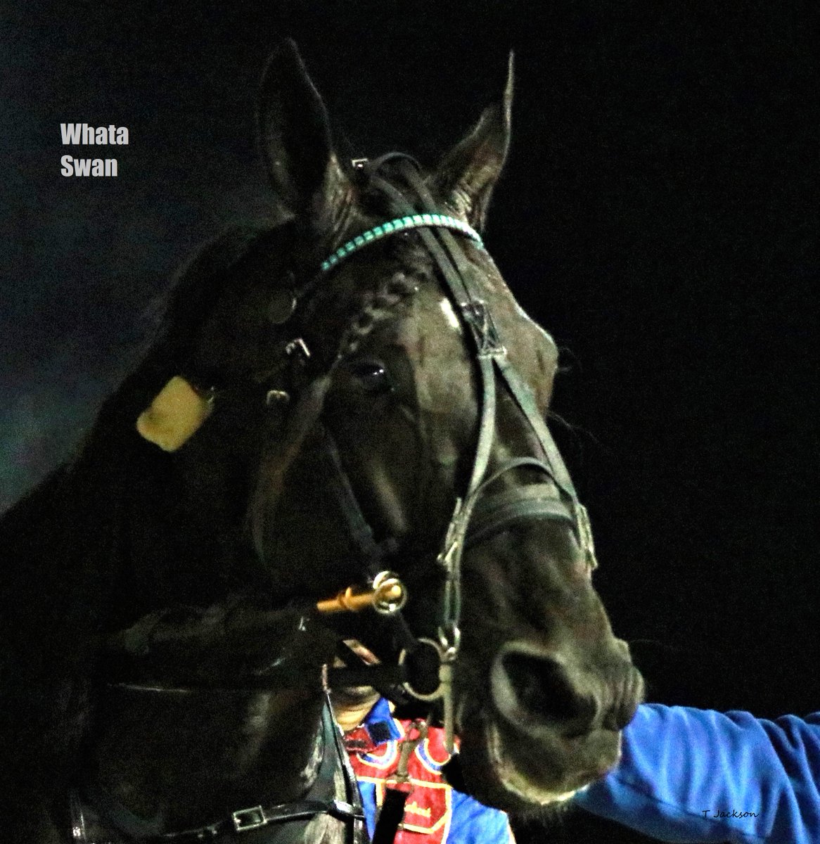 hoosiernations's tweet photo. Tonight at Hoosier
Race 3 Open Trot 3
pp 4 4x ISS champ #BridgeToJesses = John De Long
Race 9 Open Trot
pp 6 defending ISS champ #WhataSwan = Trace Tetrick
Race 11 Open Mare pace
pp 6 4x ISS champ #RockinNola = Joey Putnam
Program: https://t.co/DwtwAoeX46
🍀GoodLuck🍀 https://t.co/jHFPkOh5Tr