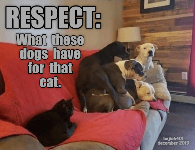 ViLilyBooks's tweet photo. Oh, those vicious pitties! #doglife #dogmom #pitbulllover https://t.co/sJUUHr1cRK