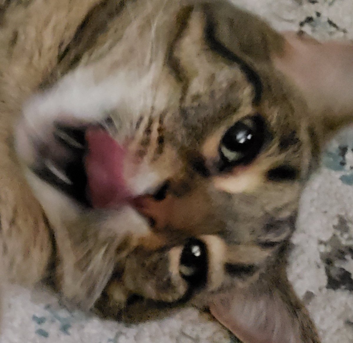 catshrine's tweet photo. Went to the @Mearband show and came home to this lil guy. Today was a 10/10 https://t.co/AiQ65ubNO0