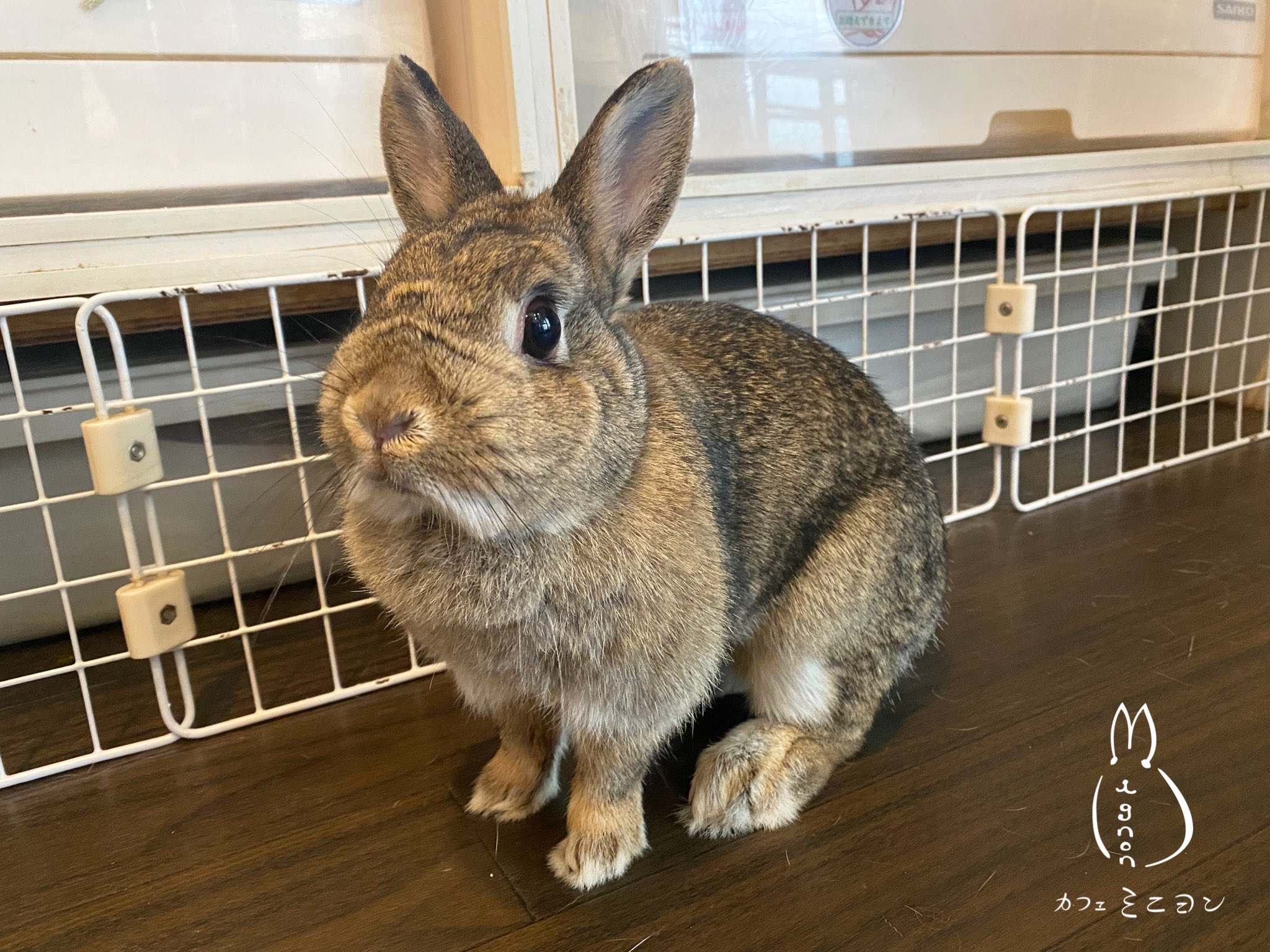 うさぎカフェ ミニヨン Cafe Mignon Twitter