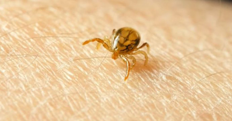Sherpa07337944's tweet photo. A causa delle modifiche all’ambiente il problema delle zecche sta diffondendosi.
#prevenzione #rischi #malattie #zecche #punture #chefare #repellenti #rimozione #GognaBlog
https://t.co/0aEqe9isqv https://t.co/X9QgsfzEUD