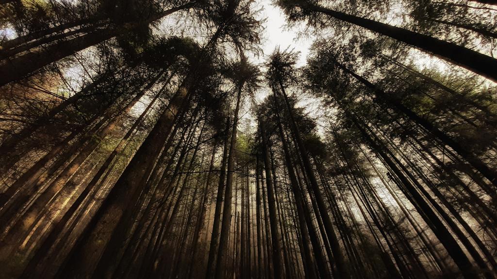 themellowing's tweet photo. tales the forest tells https://t.co/qAV4Lob8gA