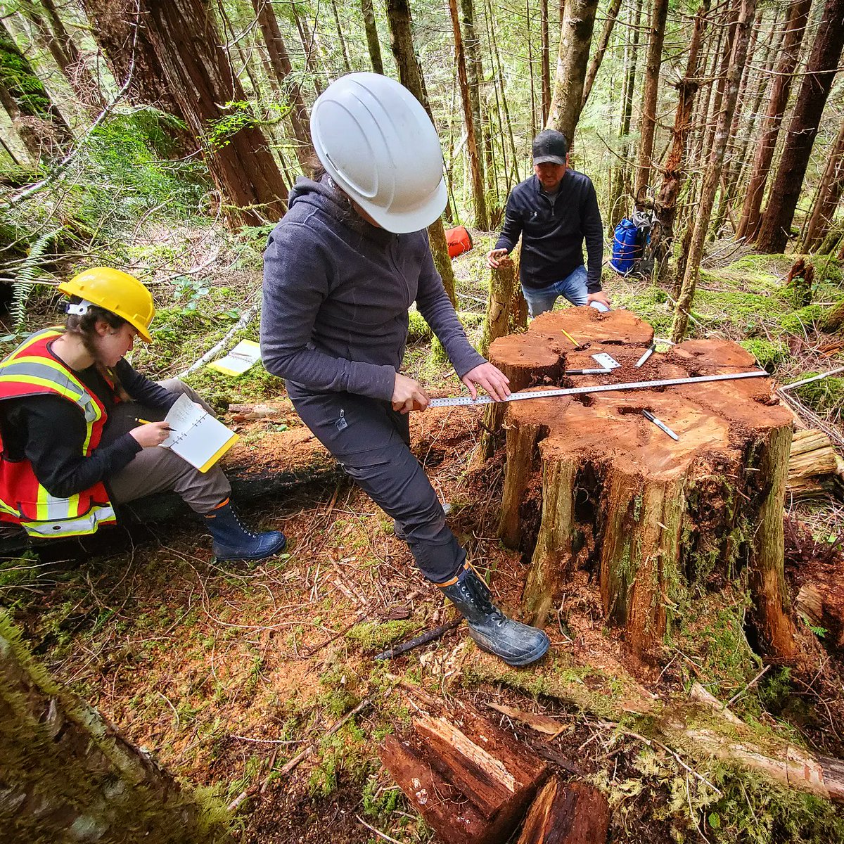 StumpedArchaeo's tweet photo. Recovering data on ancient #Namgis bark harvesting from cedar stumps in mature second growth forests.  #archaeology #Nimpkishvalley #treerings #culturallymodifiedtrees https://t.co/5n4WbrO2A6