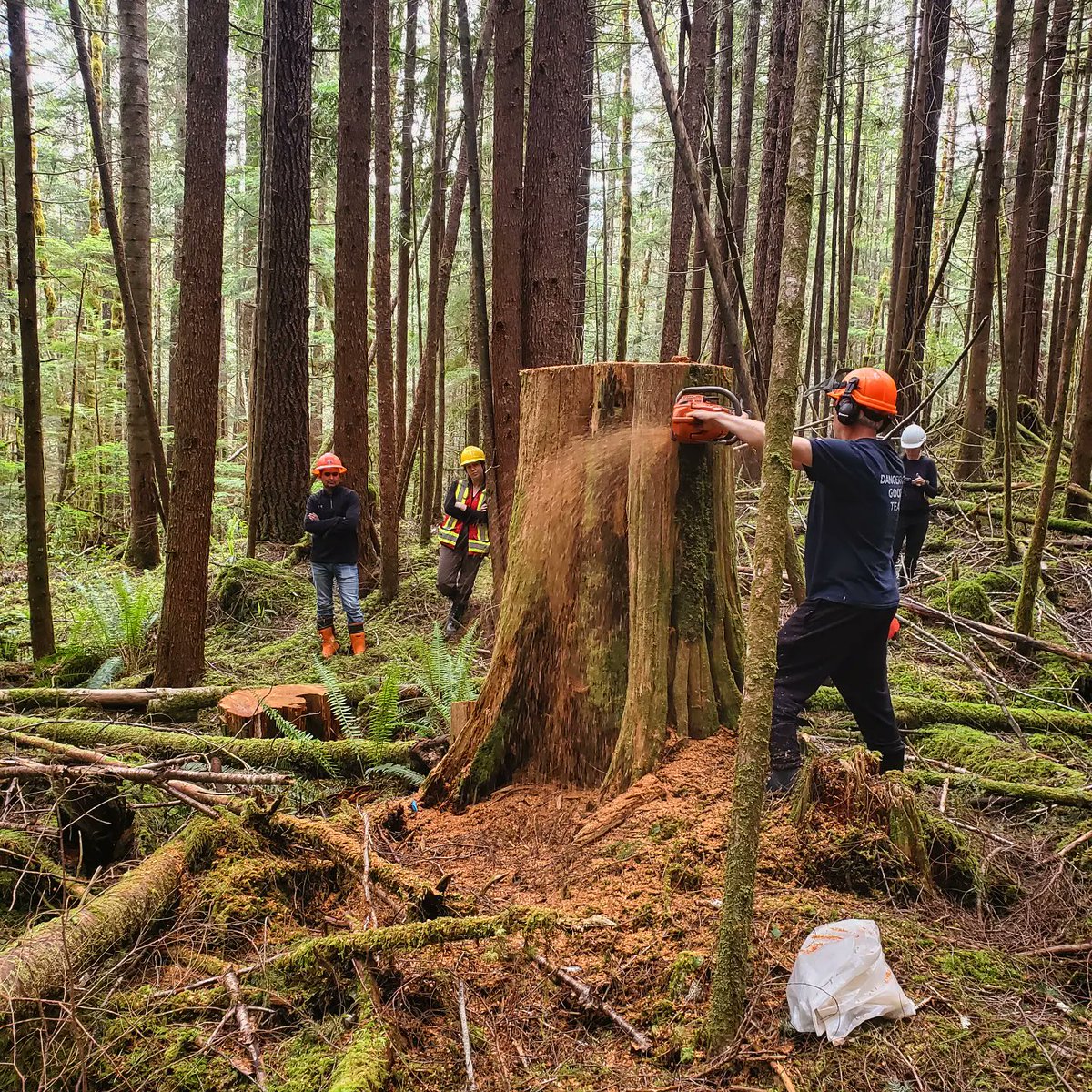 StumpedArchaeo's tweet photo. Recovering data on ancient #Namgis bark harvesting from cedar stumps in mature second growth forests.  #archaeology #Nimpkishvalley #treerings #culturallymodifiedtrees https://t.co/5n4WbrO2A6