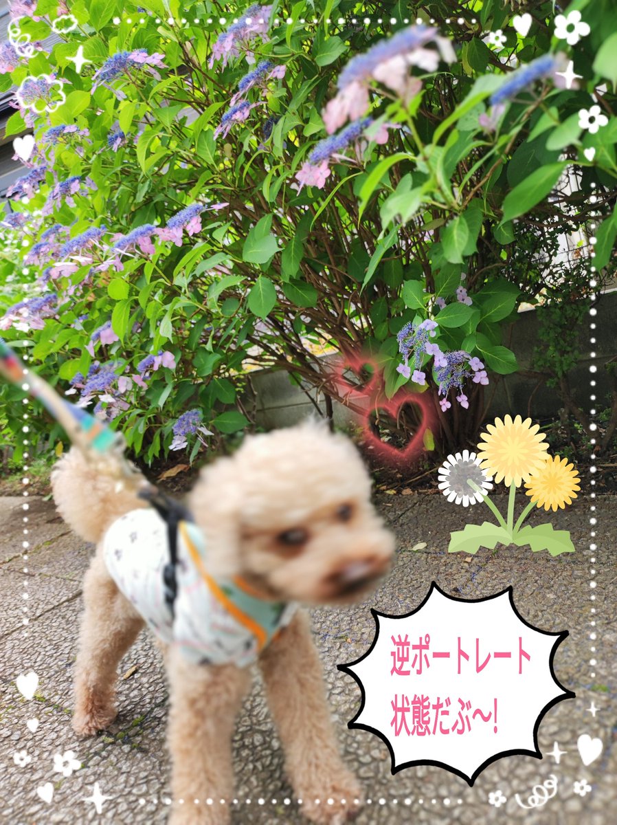 AturboRS's tweet photo. ＃紫陽花
#トイプードル
#ポートレート
#犬のいる生活 https://t.co/rGomKrc9RP