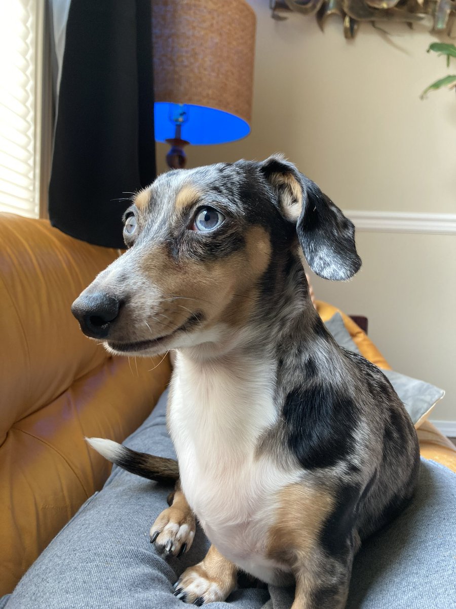 DachshundWizard 🧙‍♂️ tweet media