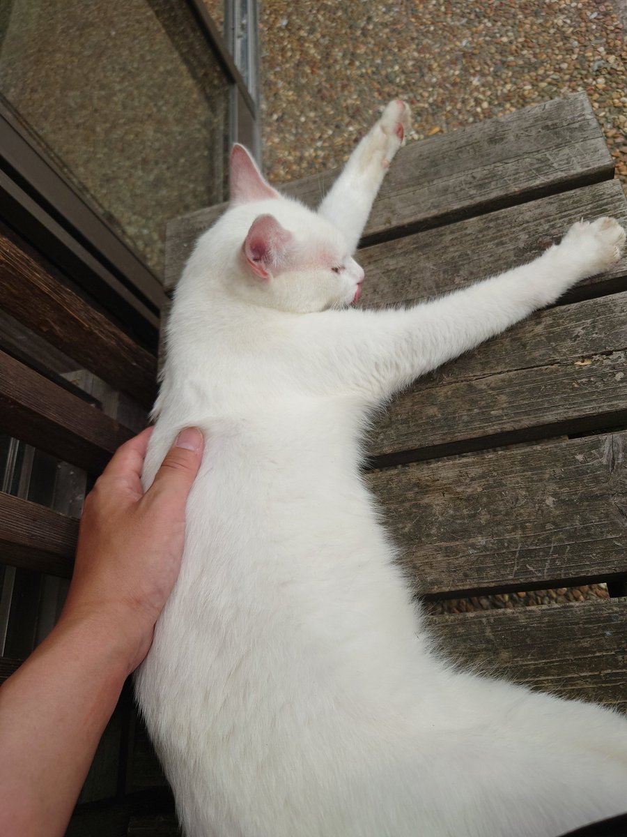 zerozero54's tweet image. うちの子になるかい？