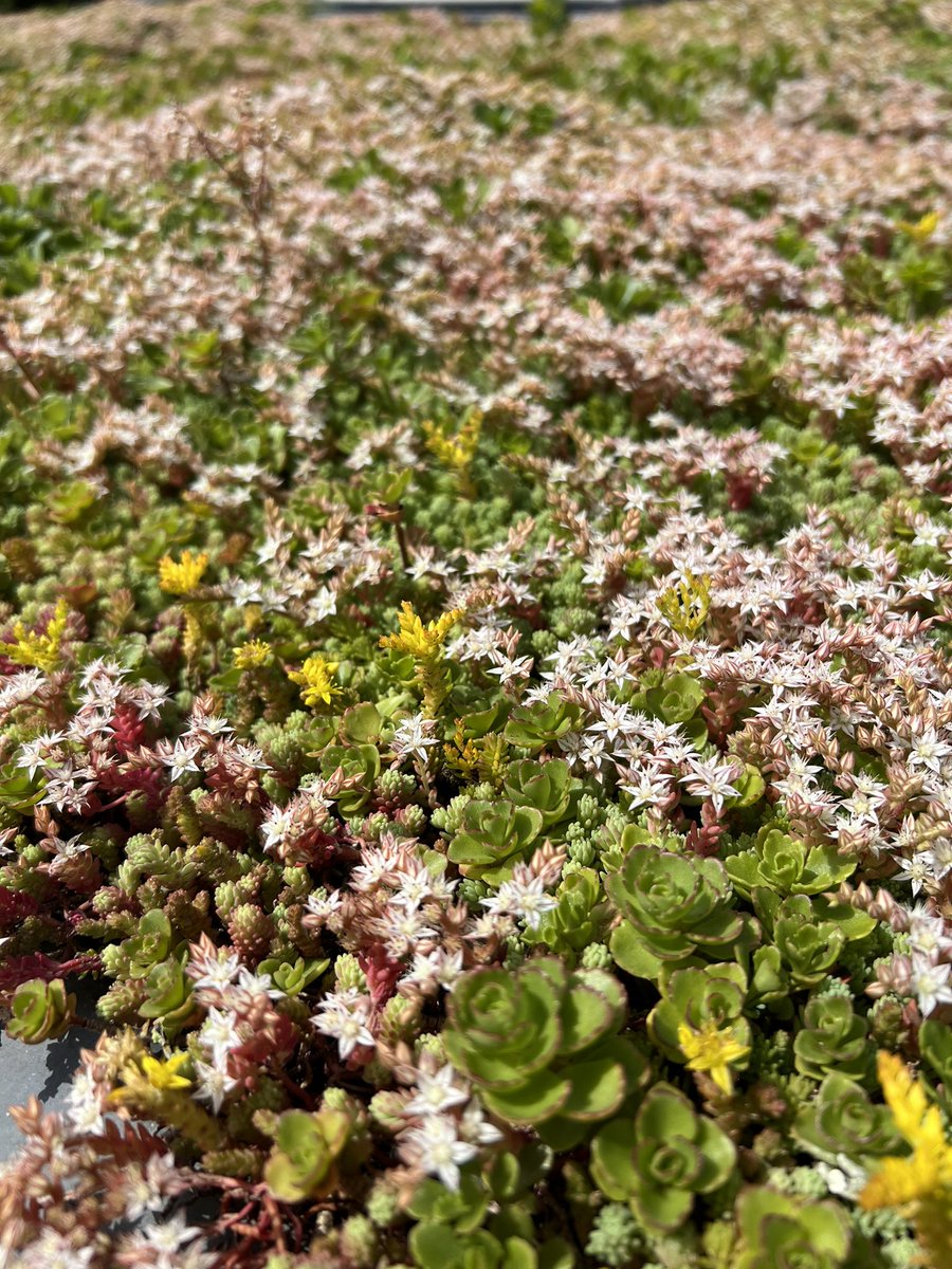 24 vierkante meter #groendak ligt er in deze temperaturen zo bij. Komen en gaan van allerlei insecten en onder het dak is de temperatuur aanzienlijk lager dan voor de aanleg een paar jaar geleden. #sedum #hilversum