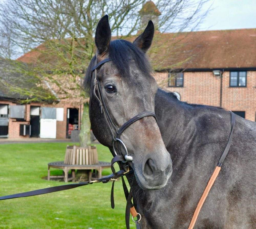 We have two runners heading to Royal Ascot today:

🐎 Great Ambassador
🐎 Popmaster

Tenaya Canyon also races at Ayr in the Listed Fillies’ Stakes. Good luck to all connections and the team 🐎🤞🏼#EdWalkerRacing