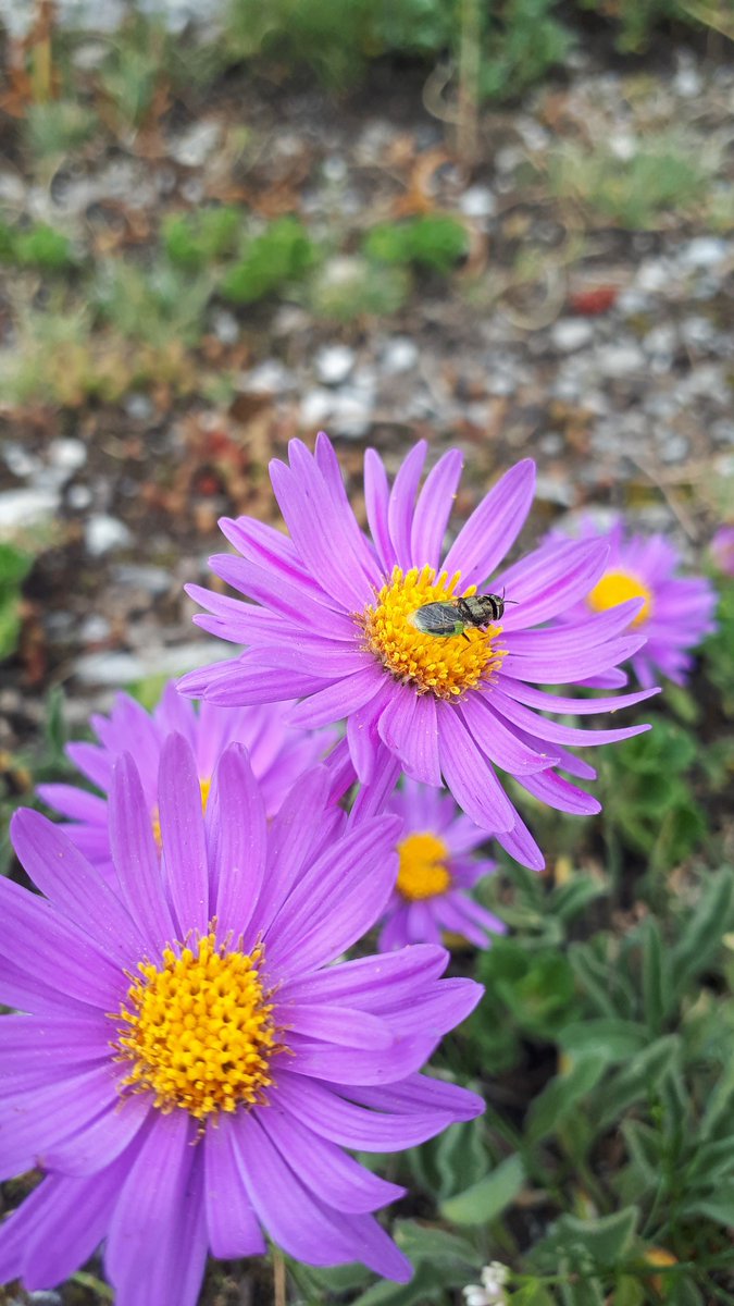 Lotte Korell🕊 (@korelllotte) on Twitter photo Back from #Andina workshop #DoingEcologyDifferent. The best workshop I have ever been. Top scientists, unconvetional setting, great energy and very productive! Thangs to the organzizers Roger Cousens, Michael Williams, Emili Garcia-Berthou,@KuhnIngolf, <a href="/tif_knight/">Tiffany Knight</a> and many others Back from #Andina workshop #DoingEcologyDifferent. The best workshop I have ever been. Top scientists, unconvetional setting, great energy and very productive! Thangs to the organzizers Roger Cousens, Michael Williams, Emili Garcia-Berthou,@KuhnIngolf, <a href="/tif_knight/">Tiffany Knight</a> and many others