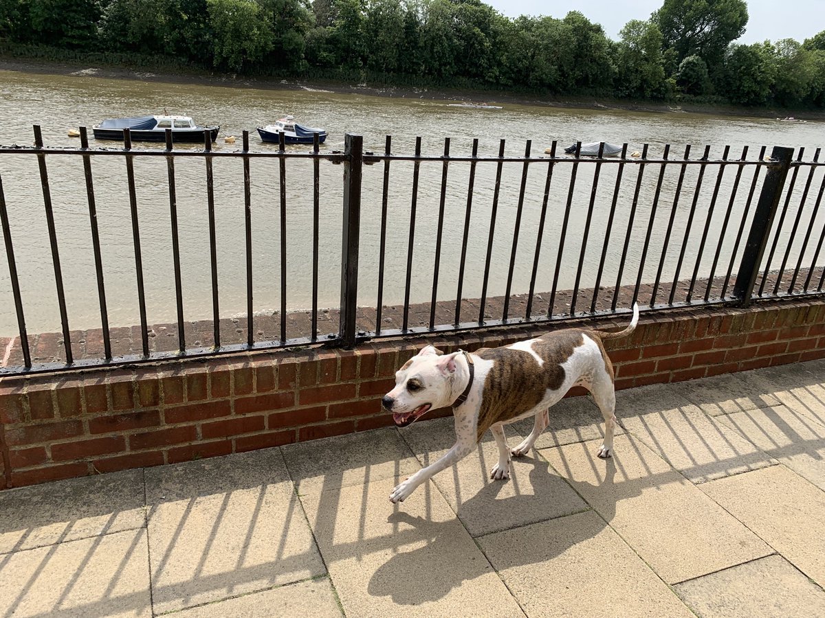 mscookiestamp's tweet photo. Out for a stroll by the Thames. https://t.co/oBesjbOvvv