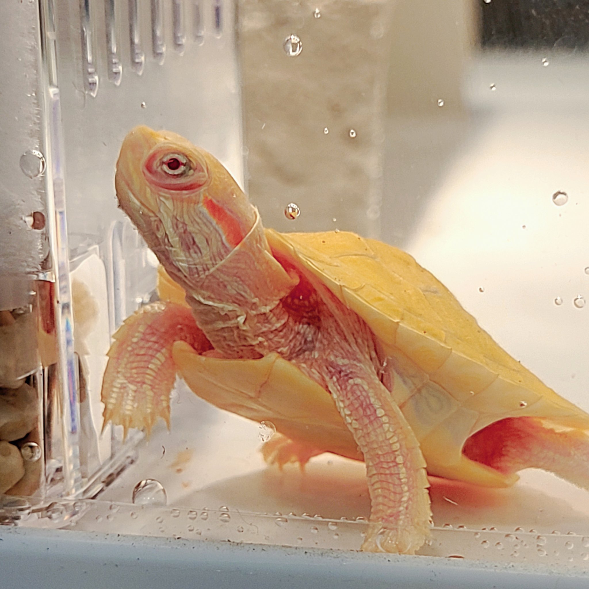 Follow Caramel Pink Albino アルビノミドリガメ S Albinoredeared2 Latest Tweets Twitter