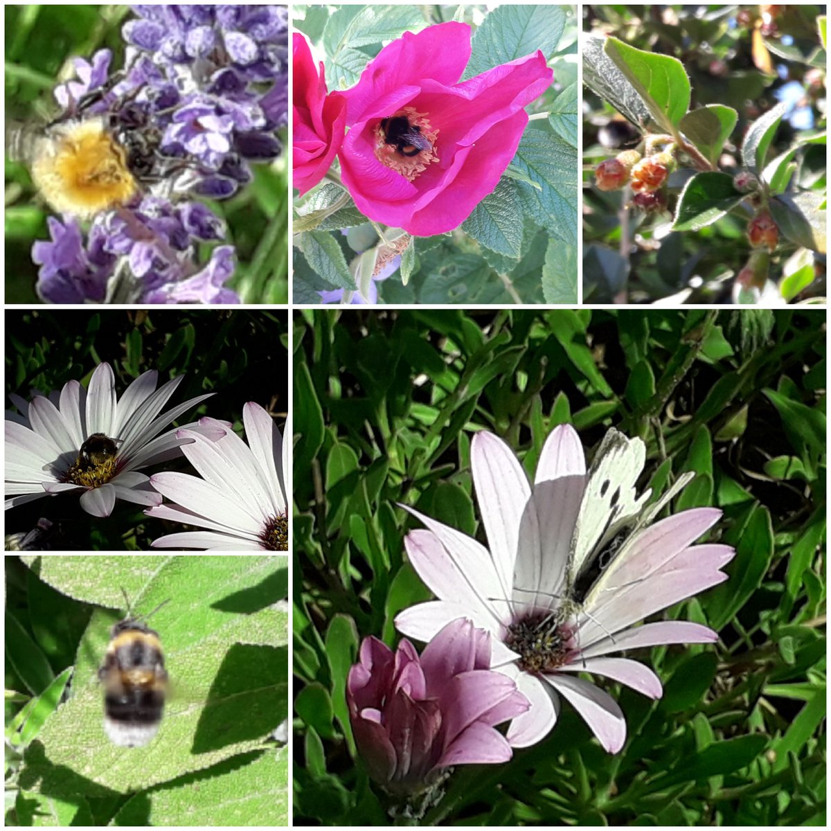 5 #bees and a #butterfly for #sixonsaturday.  Just loving the flowers and wildlife in my formerly paved over #frontgarden