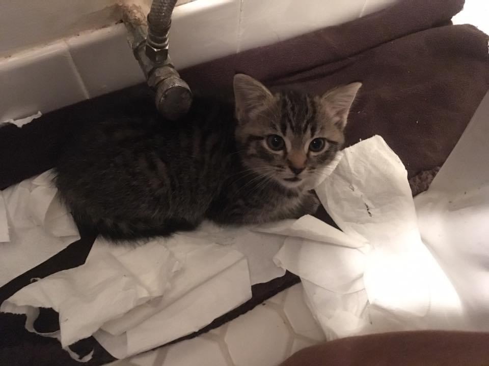 Juanita Chen tweet media