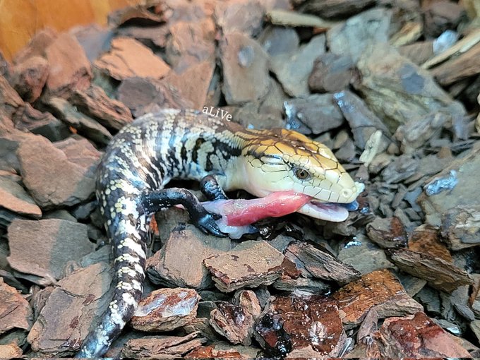 爬虫類ショップ アライブ Alive さん の人気ツイート 1 Whotwi グラフィカルtwitter分析