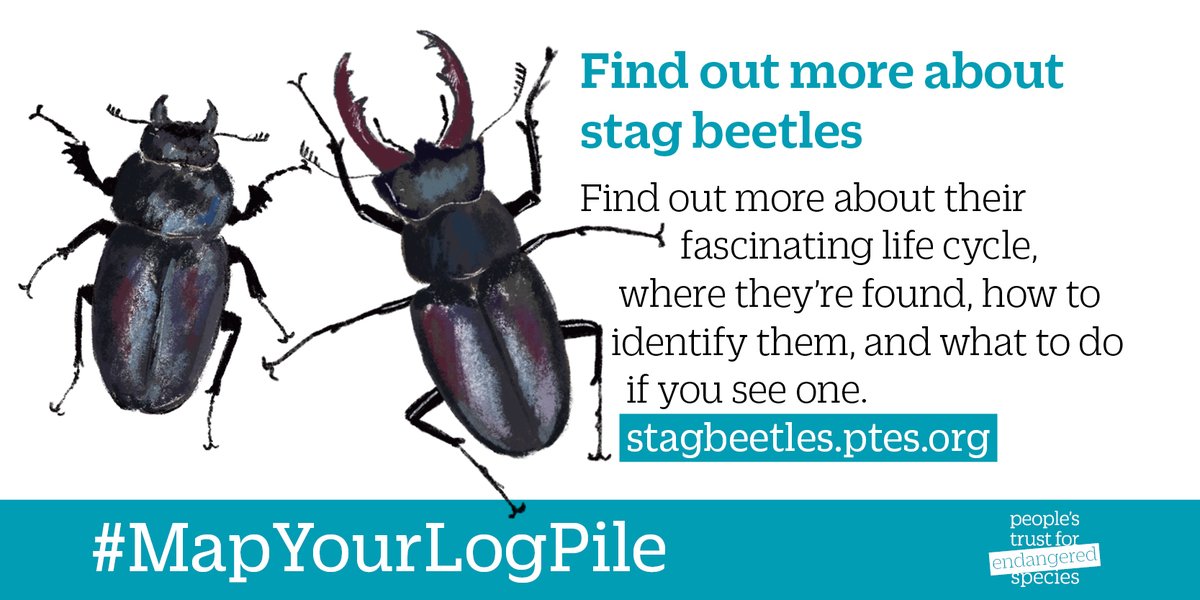 PTES's tweet photo. Have a look at our #stagbeetle ID guides to help you identify these charismatic beetles!
👉 https://t.co/XmnFLY4ZZW

And #MapYourLogPile habitat on the log pile map 📍 https://t.co/SU4Uy2hF0J https://t.co/LN6tvLL5dB