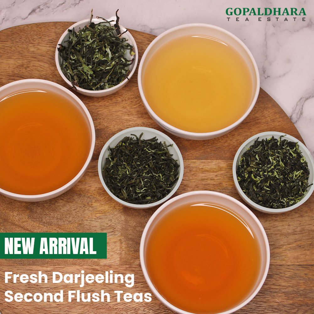 GopaldharaTeas's tweet photo. Fresh Darjeeling Second Flush teas have arrived. Much more bold in flavour with a full body and more mouthful with muscatel flavour.
#premiumsecondflush #secondflush2022 #secondflushdarjeeling #gopaldharatea https://t.co/NdYJbZmqis