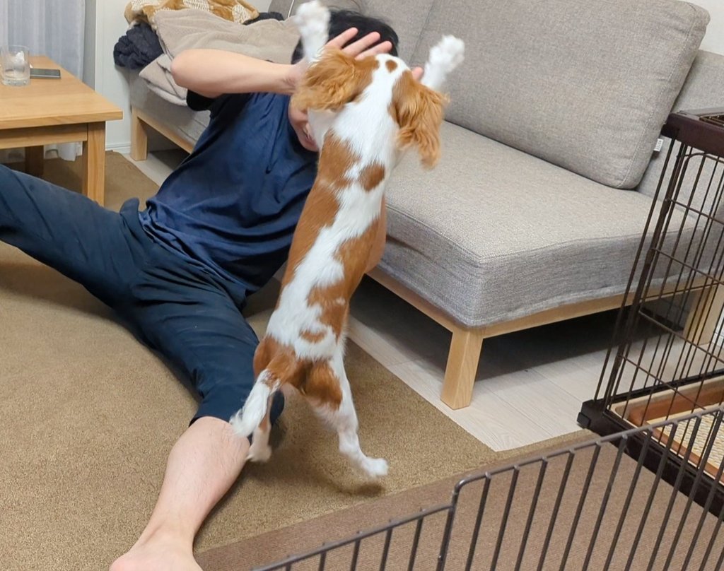 キャバリア レオンくん Wanwan Leon Twitter