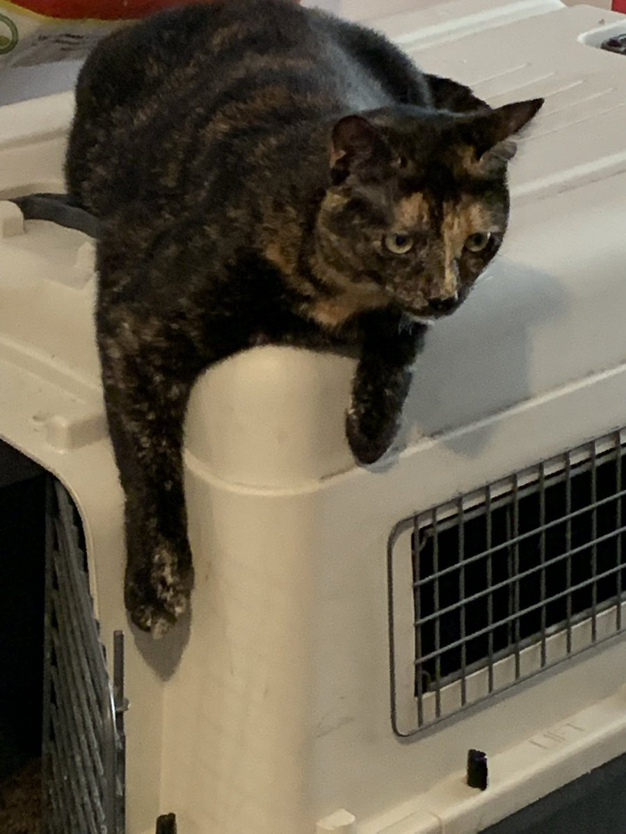 Funkelschoen's tweet image. #Wächterin über die #Hasis #Caturday #CatsOnTwitter