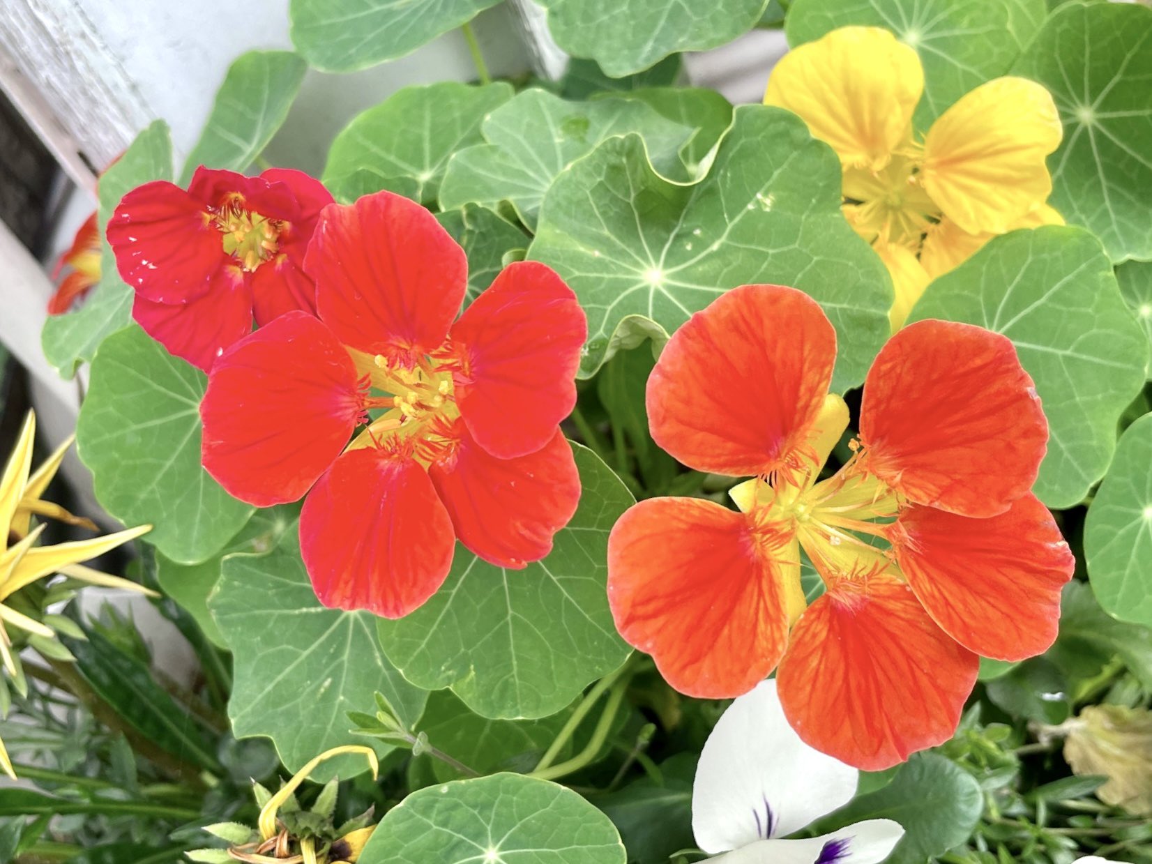 花 今日の誕生花 ナスタチウム 花言葉 勝利 ８時 ﾅｽﾀﾁｳﾑ 花が好き ﾅｴ Tlを 花でいっぱいにしよう T Co 31k0yk6b0u Twitter