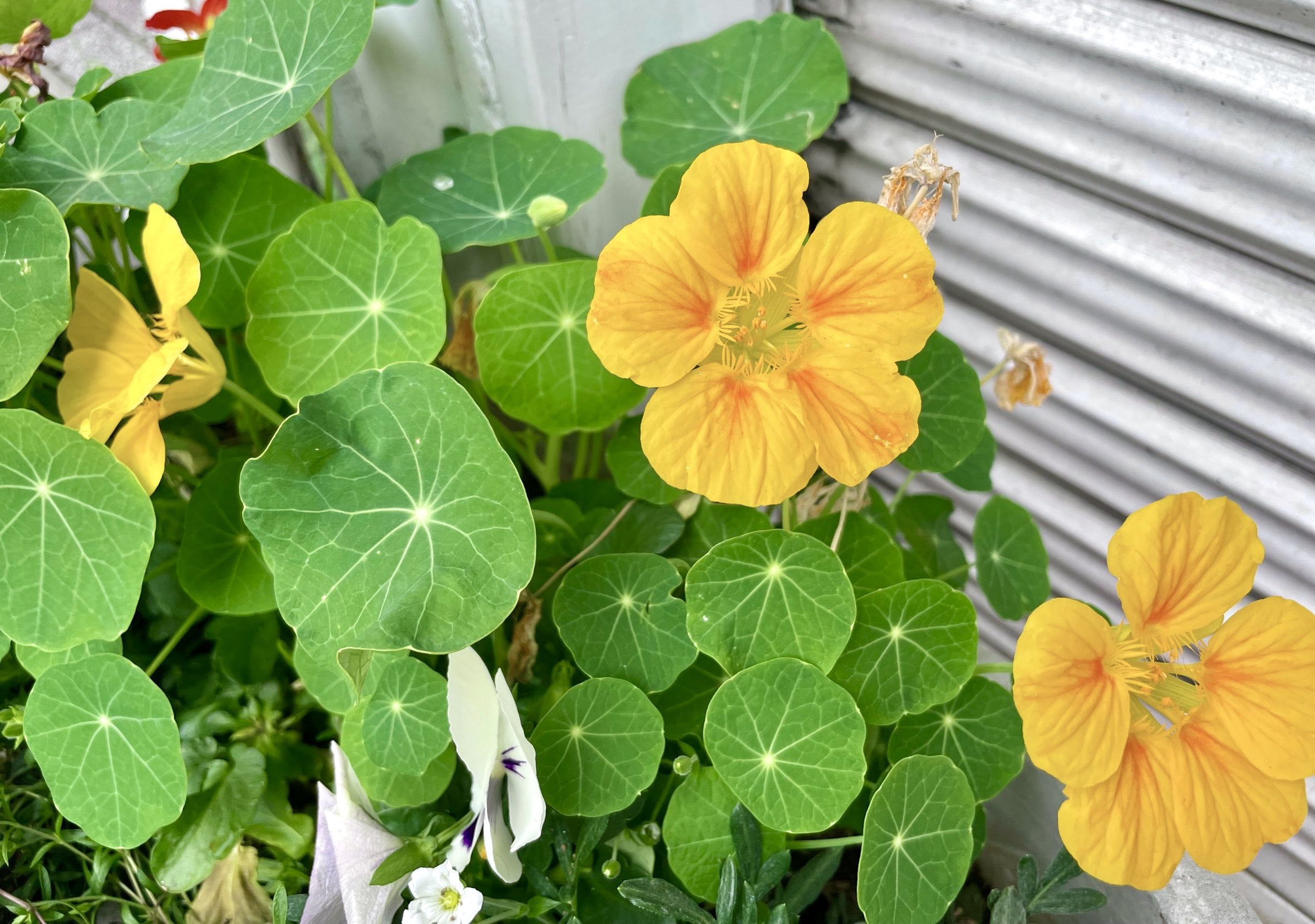 花 今日の誕生花 ナスタチウム 花言葉 勝利 ８時 ﾅｽﾀﾁｳﾑ 花が好き ﾅｴ Tlを 花でいっぱいにしよう T Co 31k0yk6b0u Twitter