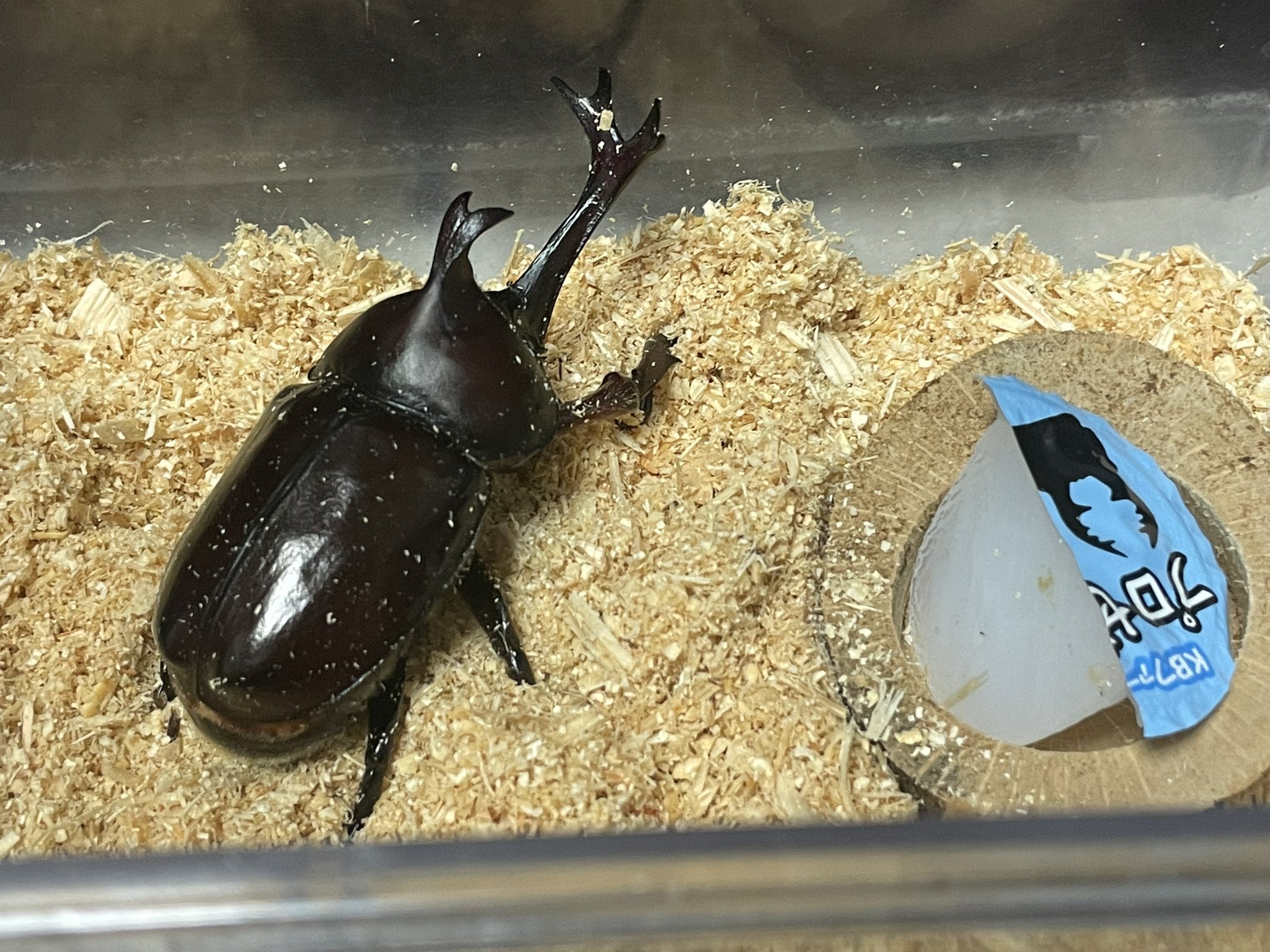 ふう カブトムシ Maigonomorizo Twitter
