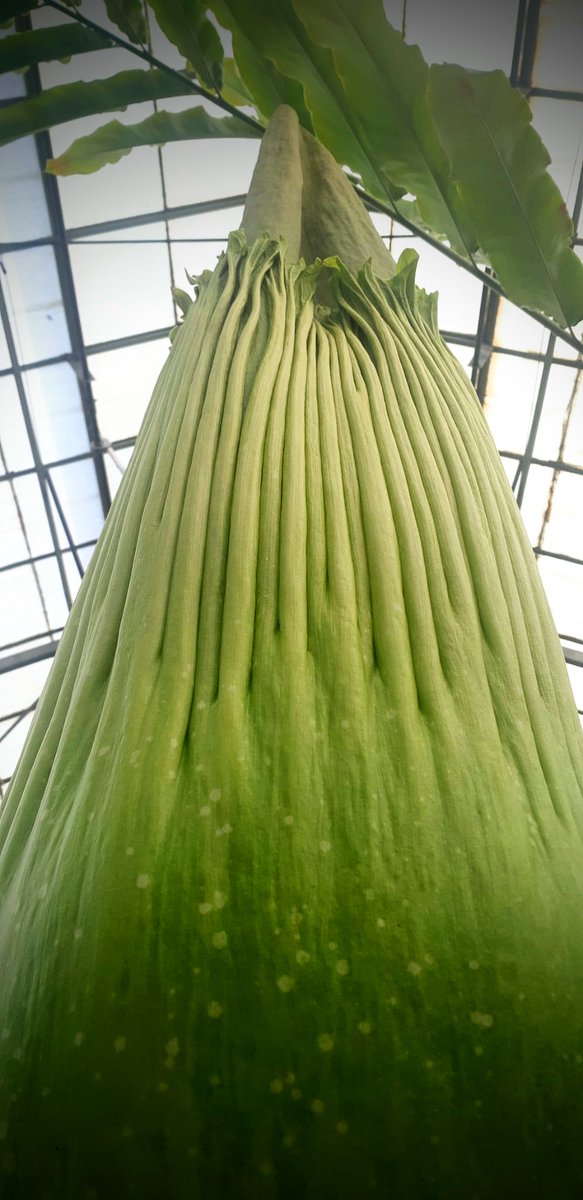 TitanArumRBGE's tweet photo. I'm ready for lift-off! 🚀 👽

#TitanArum #Amorphophallus #TeamRBGE #ReadyForLiftoff #TeamRocket #AlienPlant https://t.co/Qcm2bwo6PR