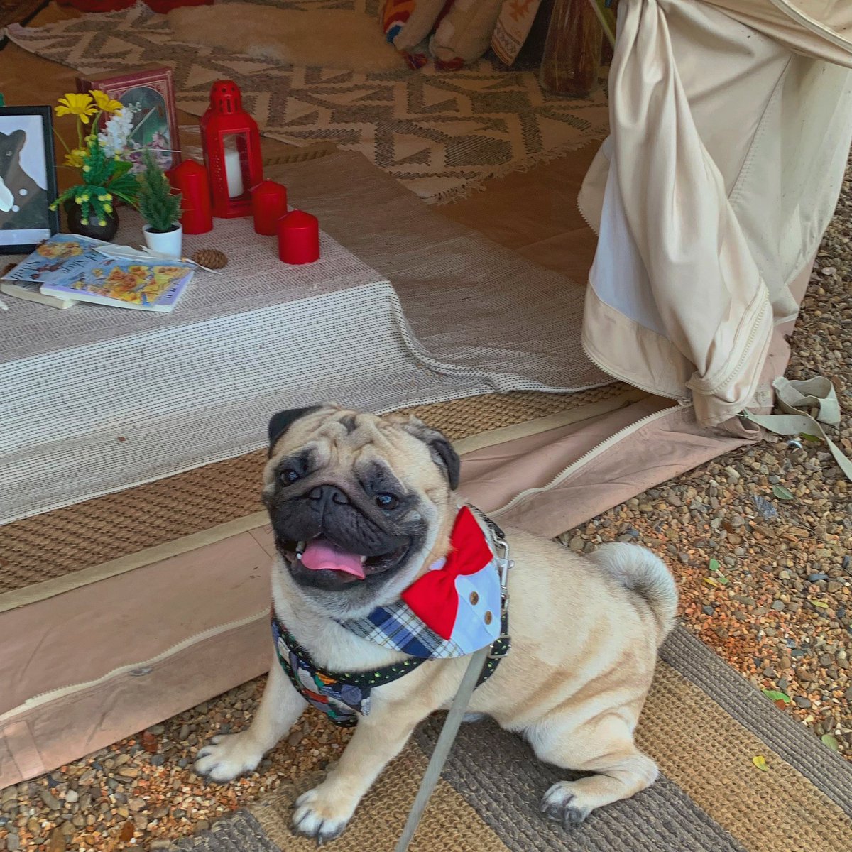 wanderlust tweet media