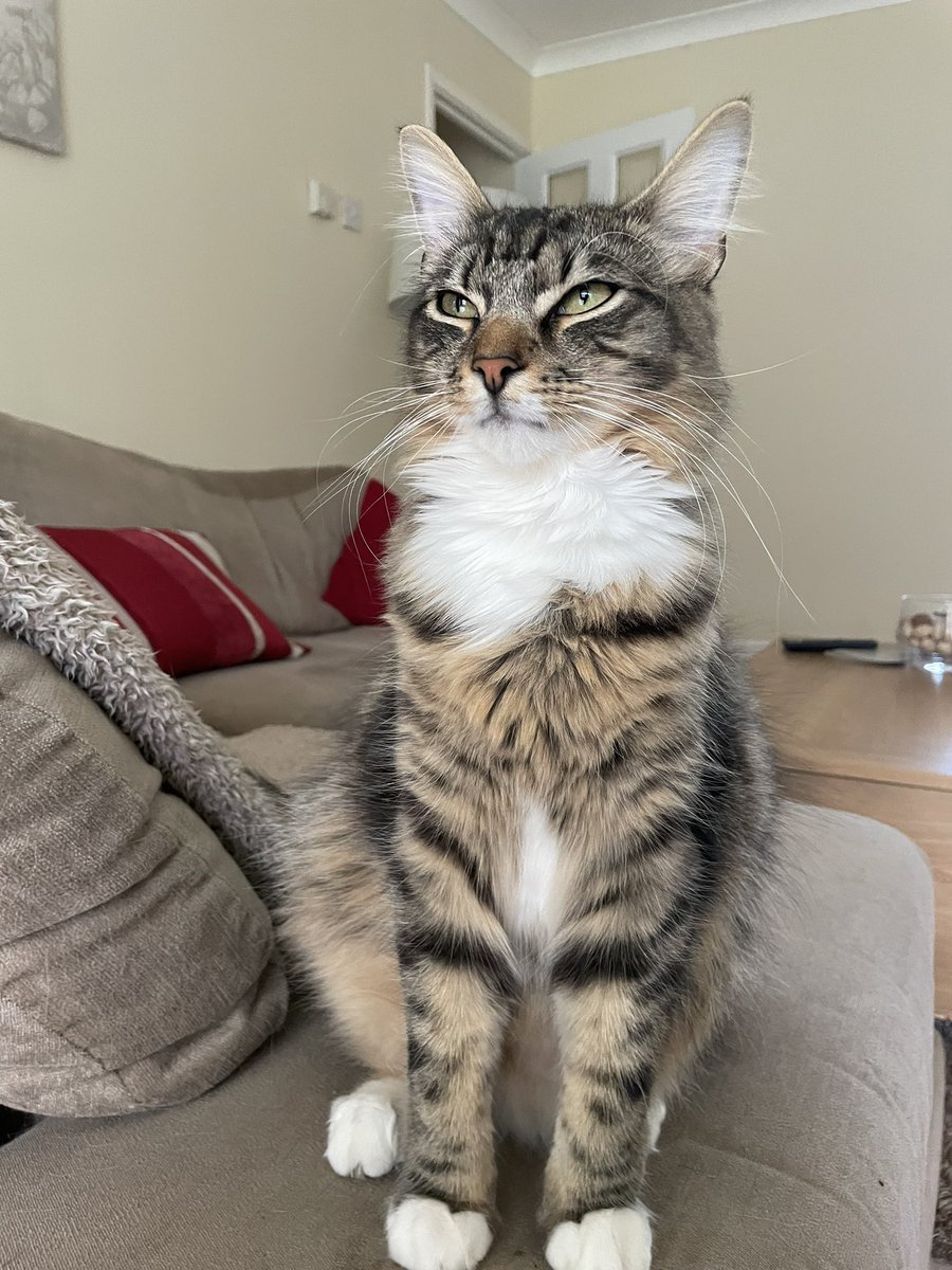 Thor_tabby's tweet photo. It’s raining today so I can’t play outside. Guess I’ll have to put up with mummy picking me up and kissing me every five minutes. #Caturday https://t.co/770zS0GLeQ