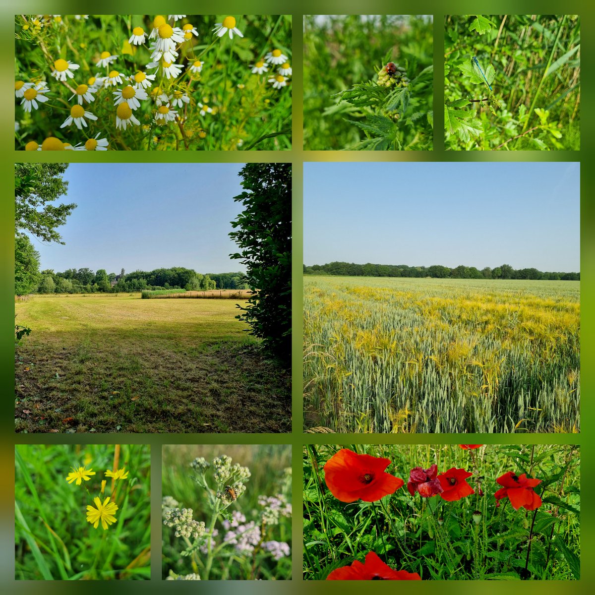 Rondje met de honden. Mooi #brabants #platteland #boerenland