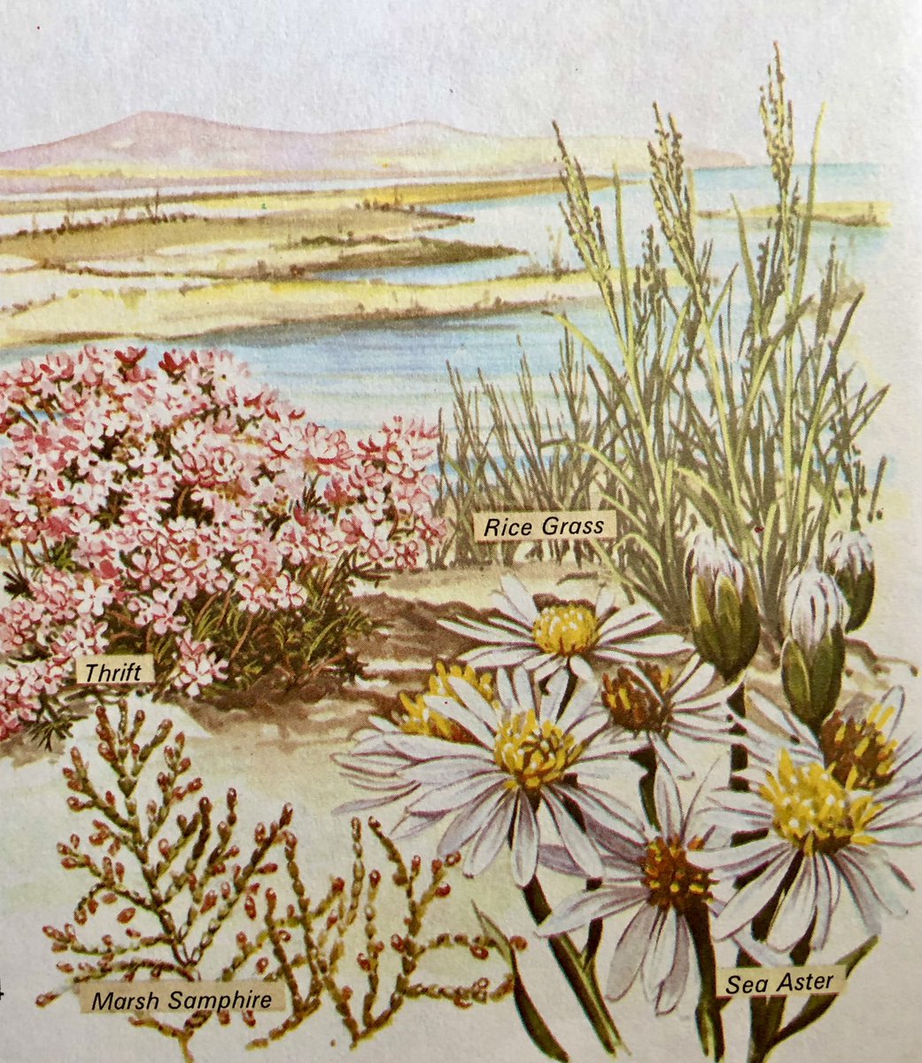 LBFlyawayhome's tweet image. Identifying estuary plants
#DavidPalmer