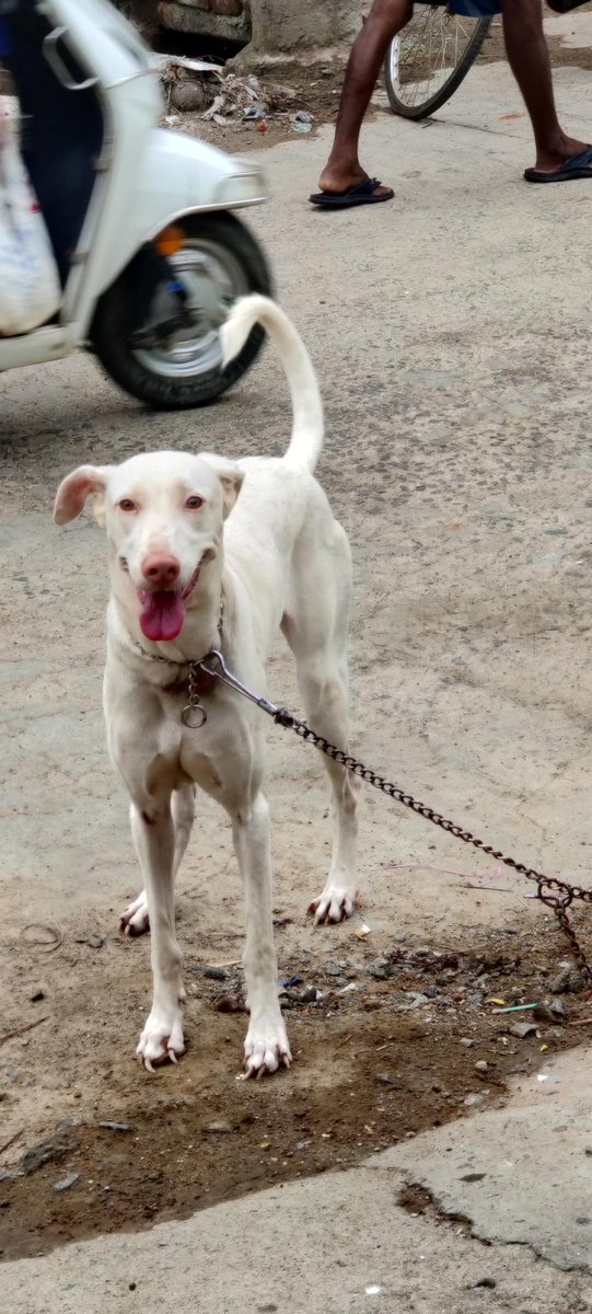 harish100899's tweet photo. @BlueCross_ @MissingDogHelp Dear team 
My Rajapalayam breed female dog is missing on jun 15th 2022 kindly please share the post on your profile to help me.If any body seen kindly please let me call 8148303694/9789806547 
Location : Potheri, kattankulathur tamilnadu pincode 603203 https://t.co/SmuVrKw9WW